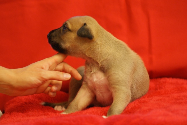 Lucky Penny Aranyifjú - magyar agár | Handsome boy.
