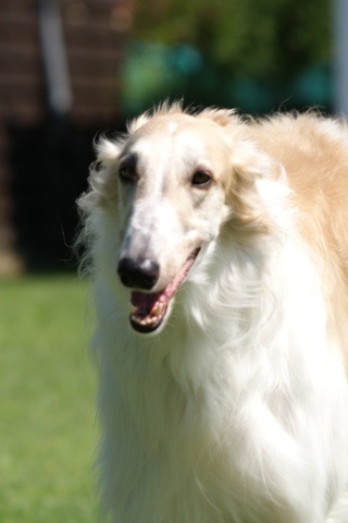 Go Go Bolshoi Jesse James - borzoi, magyar agár | I'm happy.
