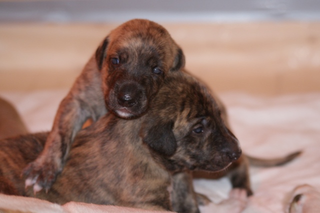 Lucky Penny Ámokfutó - magyar agár | We're 18 days old. The brindle siblings.