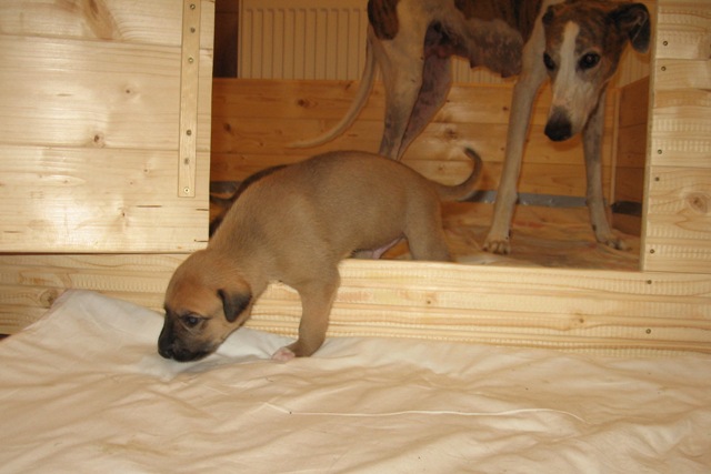 Lucky Penny Aranyifjú - magyar agár | The escape experiment.