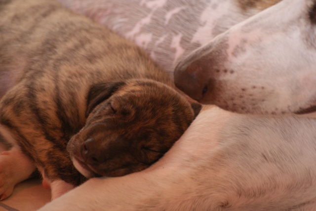 Pannon-Oriental Álom - magyar agar | I like to sleep with my son, Aranyálom.
