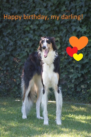 Ninochka's Bellet Blestka - borzoi, magyar agar | I am two years old today. I'm beautiful, funny, naughty Russian girl...