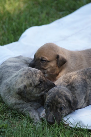 Lucky Penny Ámokfutó - magyar agár | In a pile with my siblings.