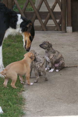 Lucky Penny Ámokfutó - magyar agár | The surrogate-mother (Shiny, our borzoi lady) teaches us.