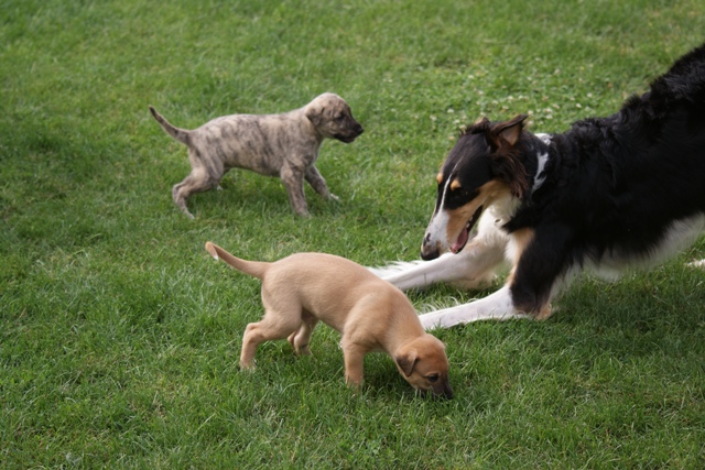 Lucky Penny Ámokfutó - magyar agár | Today's lesson: How to ask for someone to play with us.