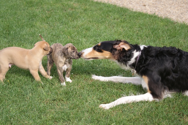 Ninochka's Bellet Blestka - borzoi, magyar agar | Kisses with Aranyifjú and Aranyálom.