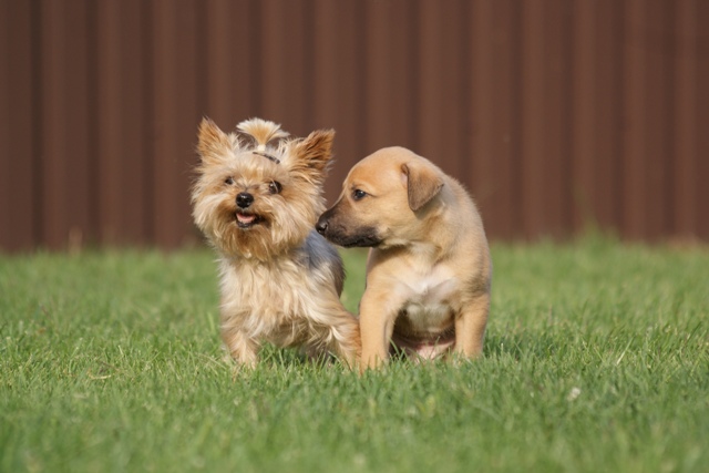 Lucky Penny Aranyifjú - magyar agár | With Elli (7 years old - yorkshire terrier lady) and me (1 month old).