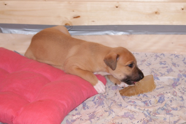 Lucky Penny Aranyifjú - magyar agár | A new chew-toy.