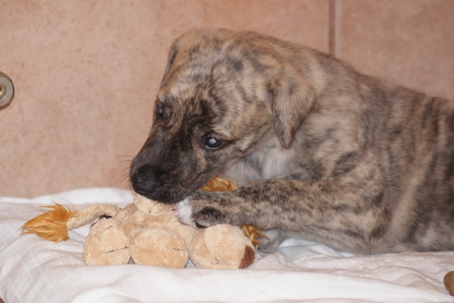 Lucky Penny Ámokfutó - magyar agár | With a new chew-toy.