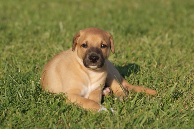 Lucky Penny Aranyifjú - magyar agár | Handsome boy.