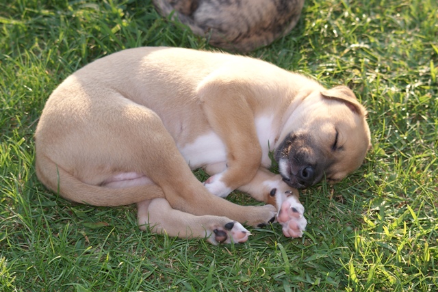 Lucky Penny Aranyifjú - magyar agár | I'm a bit tired.