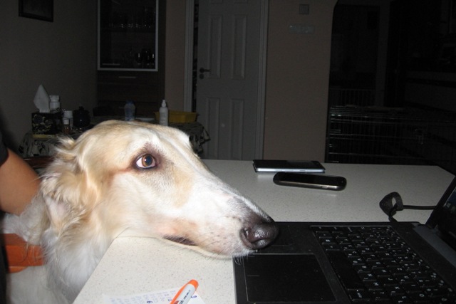 Go Go Bolshoi Jesse James - borzoi, magyar agár | I help to work.