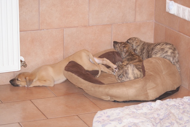 Lucky Penny Ámokfutó - magyar agár | The comfortable poses of sleep.