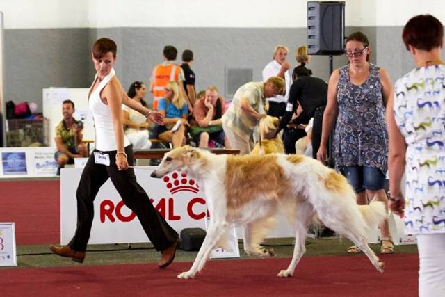 Go Go Bolshoi Jesse James - borzoi, magyar agár | FCI Euro Sighthound 2016, Brussels, Belgium Open class - 2nd place