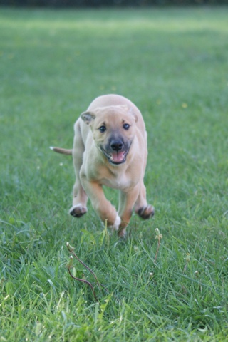 Lucky Penny Aranyifjú - magyar agár | Running...