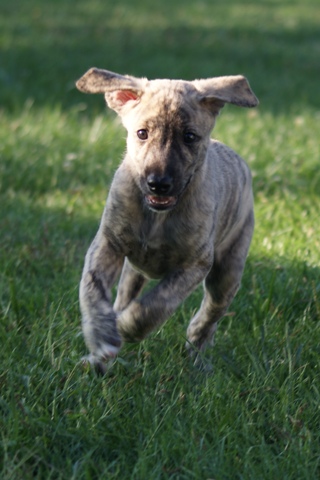 Lucky Penny Ámokfutó - magyar agár | I happily running around.