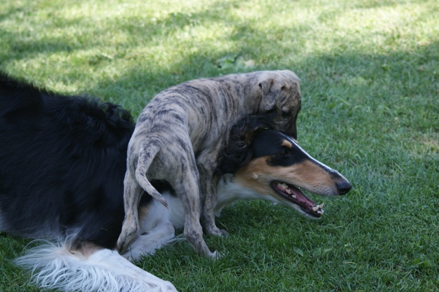 Lucky Penny Ámokfutó - magyar agár | We are playing.