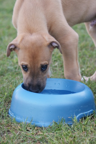 Lucky Penny Aranyifjú - magyar agár | I think (the breeder): 'These are the most beautiful eyes on the world!'