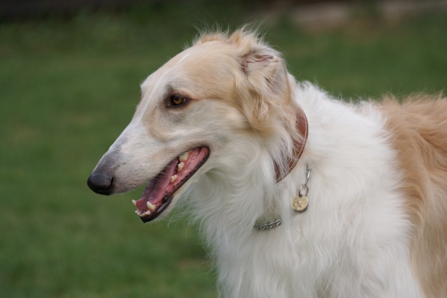 Go Go Bolshoi Jesse James - borzoi, magyar agár | Portrait.