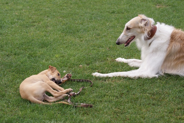 Go Go Bolshoi Jesse James - borzoi, magyar agár | The boys. Me and Aranyifjú.