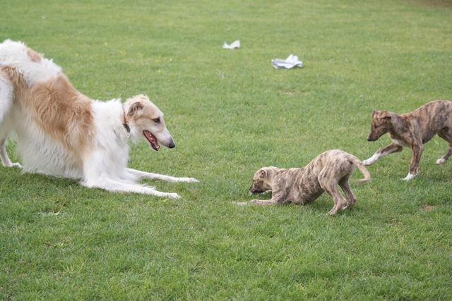 Go Go Bolshoi Jesse James - borzoi, magyar agár | The playing time is beginning.