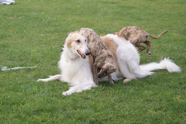 Go Go Bolshoi Jesse James - borzoi, magyar agár | Wrestling with me.