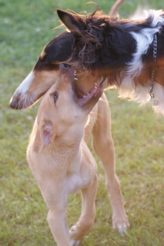 Ninochka's Bellet Blestka - borzoi, magyar agar | The pupy (Aranyifjú) asked me: Shall I give a kiss?