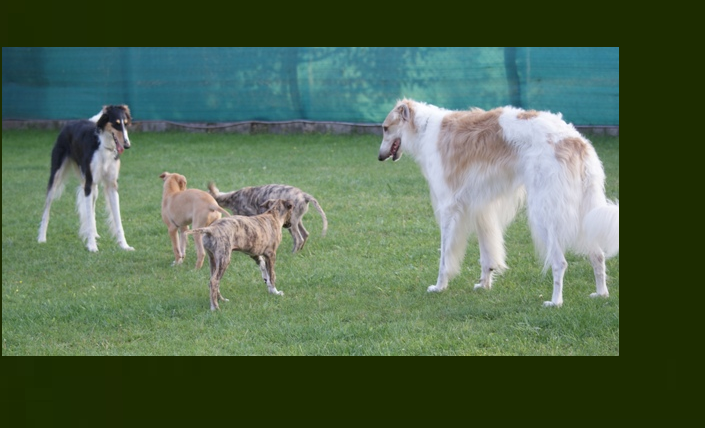 Go Go Bolshoi Jesse James - borzoi, magyar agár | Babies and supervisors.