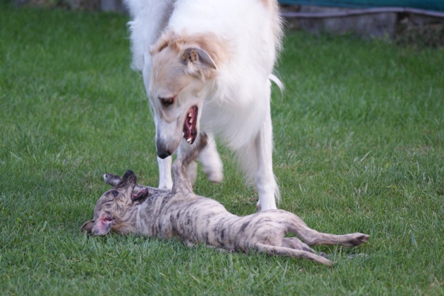 Go Go Bolshoi Jesse James - borzoi, magyar agár | Friendship.