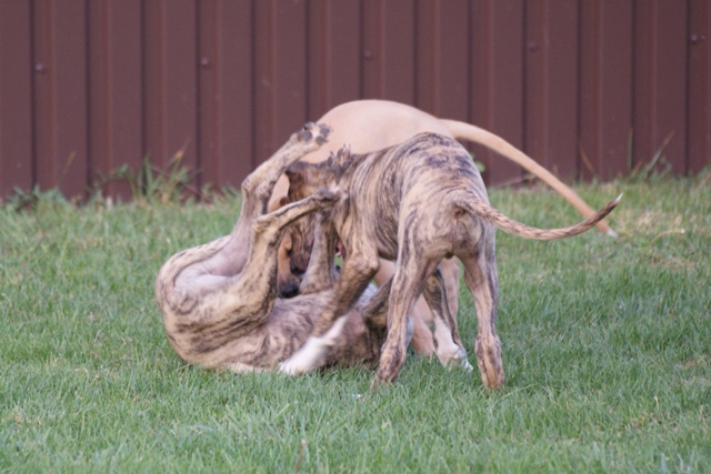 Lucky Penny Ámokfutó - magyar agár | A pile of pupies.