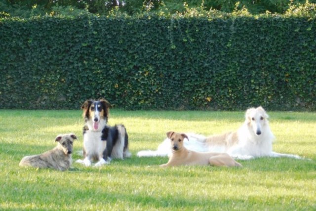 Go Go Bolshoi Jesse James - borzoi, magyar agár | Clever girls and handsome boys. Or... Beautiful girls and clever boys.