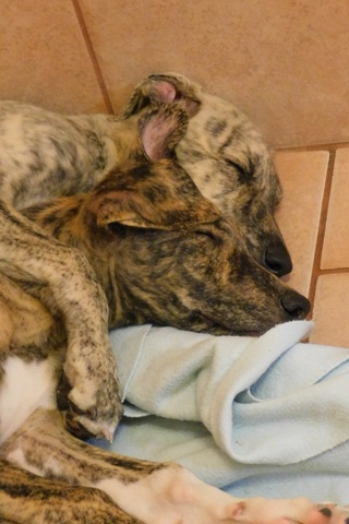 Lucky Penny Ámokfutó - magyar agár | They love each other, even during sleep.
