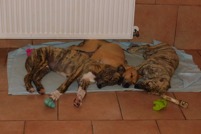 Lucky Penny Ámokfutó - magyar agár | Siblings.