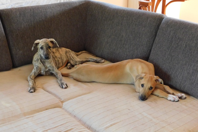 Lucky Penny Ámokfutó - magyar agár | Couch - sighthounds.