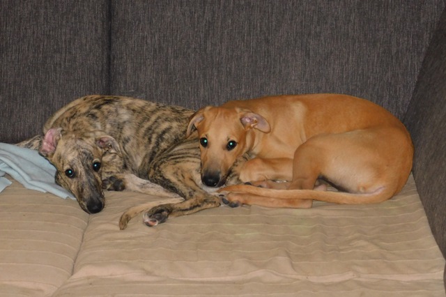 Lucky Penny Aranyifjú - magyar agár | Couch - sighthounds.