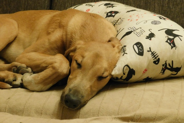 Lucky Penny Aranyifjú - magyar agár |To my dream the pillow gave the idea.