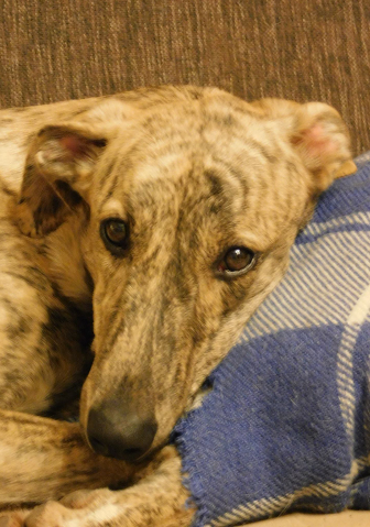 Lucky Penny Ámokfutó - magyar agár | Portrait.