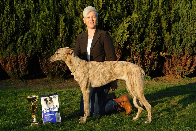 Lucky Penny Ámokfutó - magyar agár | Hunter-dog CAC Show - Kaposvár - Hungary, Puppy BIS 3rd place.