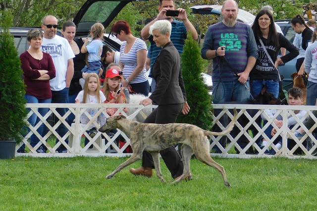 Lucky Penny Ámokfutó - magyar agár | CAC DOog Show, Very promising 1 and she was in the 'Puppy BIS' the six most beautiful puppies between.