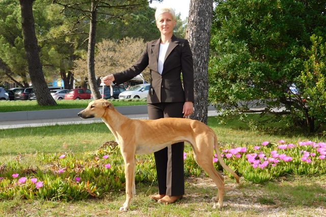 Lucky Penny Aranyifjú - magyar agár | We were at 4 days dog show in Croatia.
