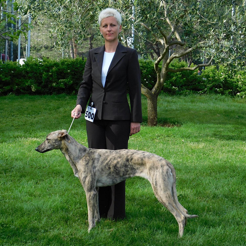 Lucky Penny Ámokfutó - magyar agár | Four-day dog show and the results.