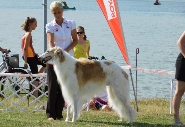 Go Go Bolshoi Jesse James - borzoi, magyar agár | On the comparison.