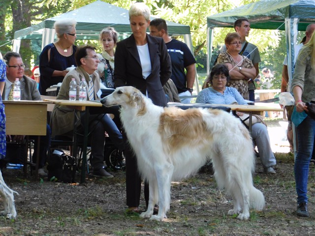 Go Go Bolshoi Jesse James - borzoi, magyar agár | I like working with Mami.