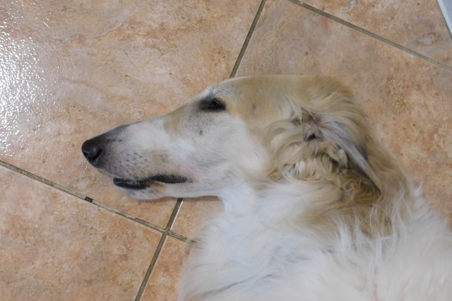 Go Go Bolshoi Jesse James - borzoi, magyar agár | It's really hot. I rest in a cool place a tiny one.