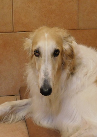 Go Go Bolshoi Jesse James - borzoi, magyar agár | Portrait of a handsome boy.