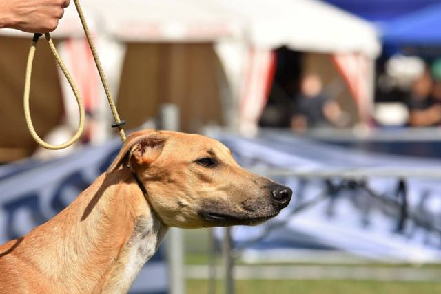 Lucky Penny Aranyifjú - magyar agár | Donaueschingen Sighthound Festival.
