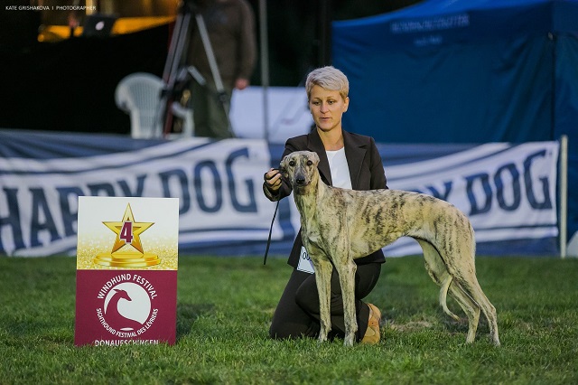 Lucky Penny Ámokfutó - magyar agár | Junior BIS IV. place.