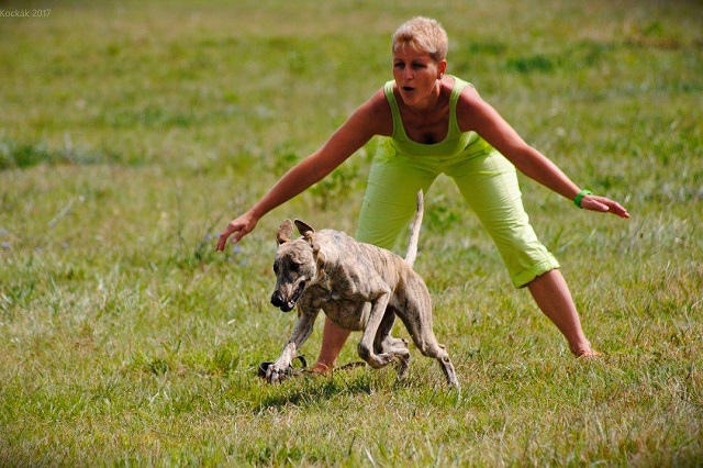 Lucky Penny Ámokfutó - magyar agár | The first coursing.