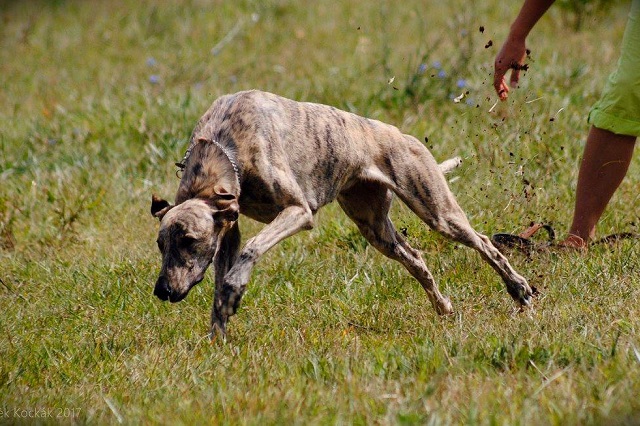 Lucky Penny Ámokfutó - magyar agár | The first coursing.