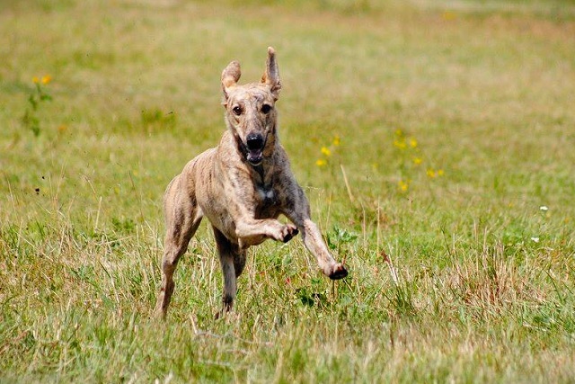 Lucky Penny Ámokfutó - magyar agár | The first coursing.